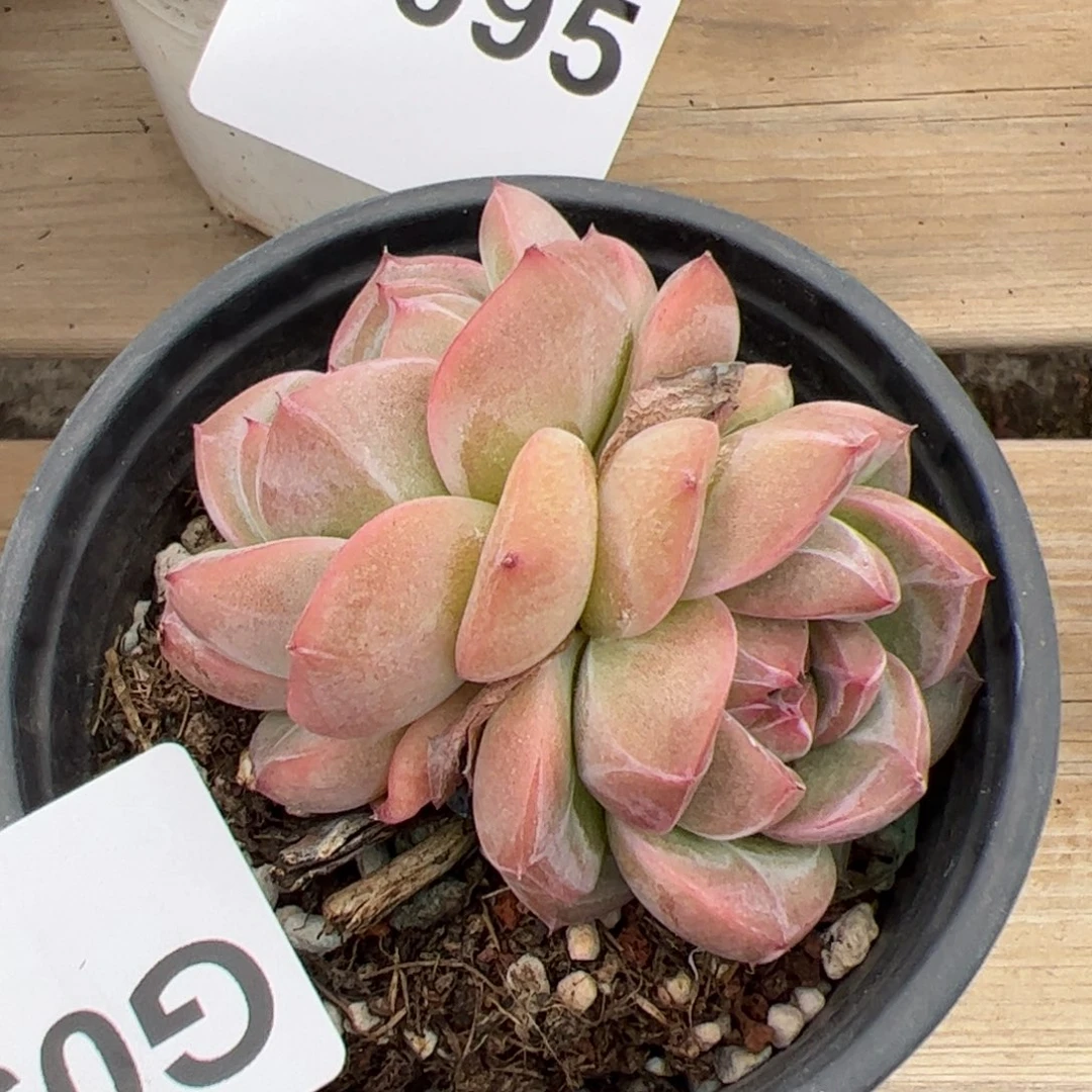 098 满38元包邮多肉植物组合盆栽