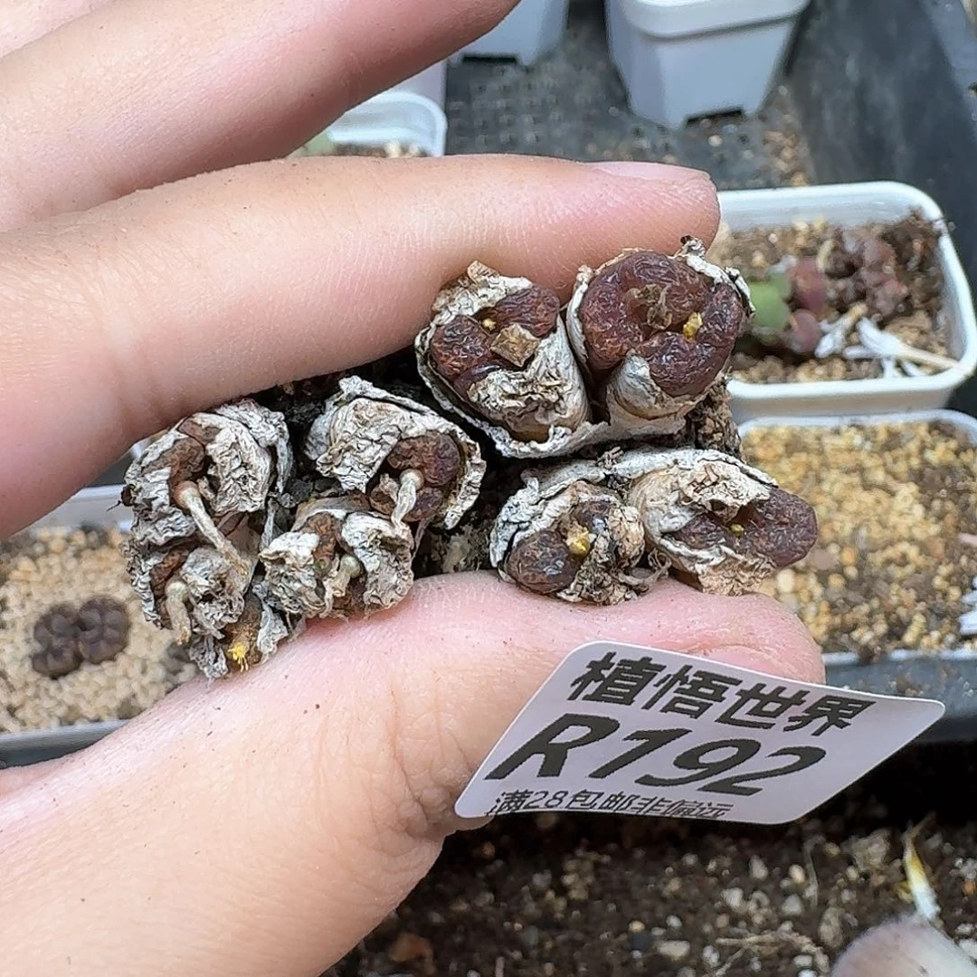 多肉植物多肉植物