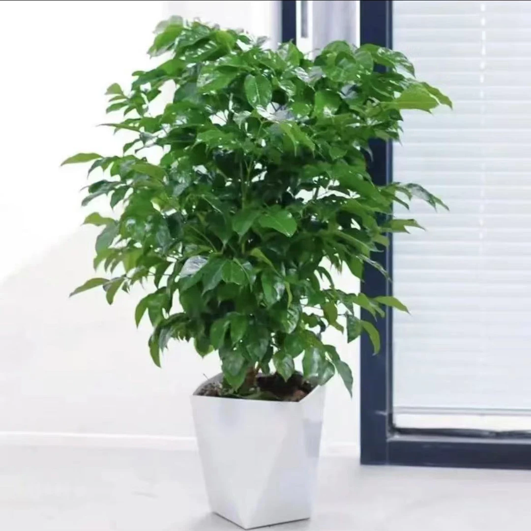 【基地直销】大盆幸福树 带盆高50-60cm 配树脂白色菱形花盆