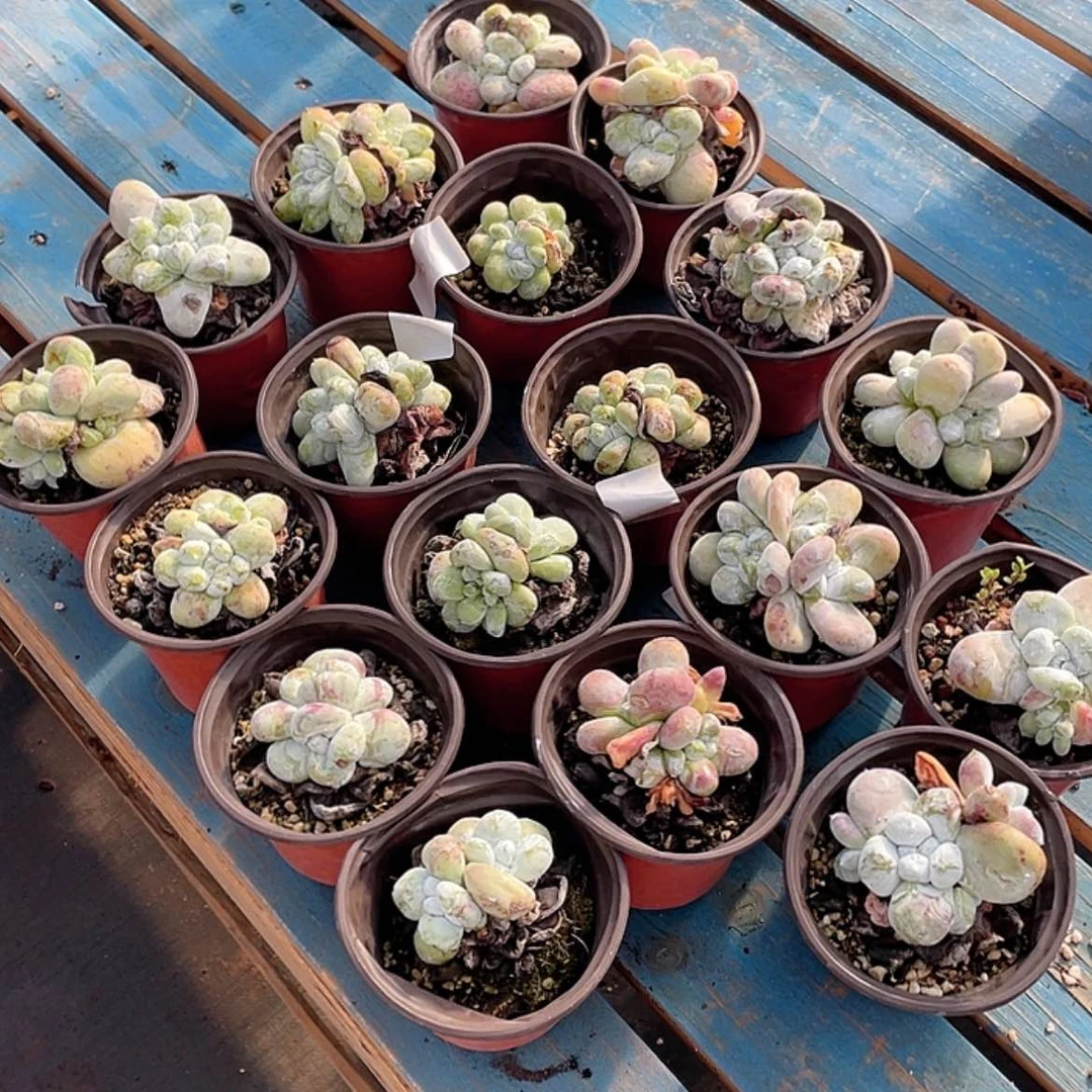 【闪购商品】吾*红拇指