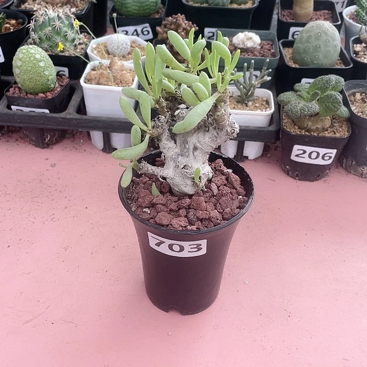 703卡拉菲厚墩菊块根