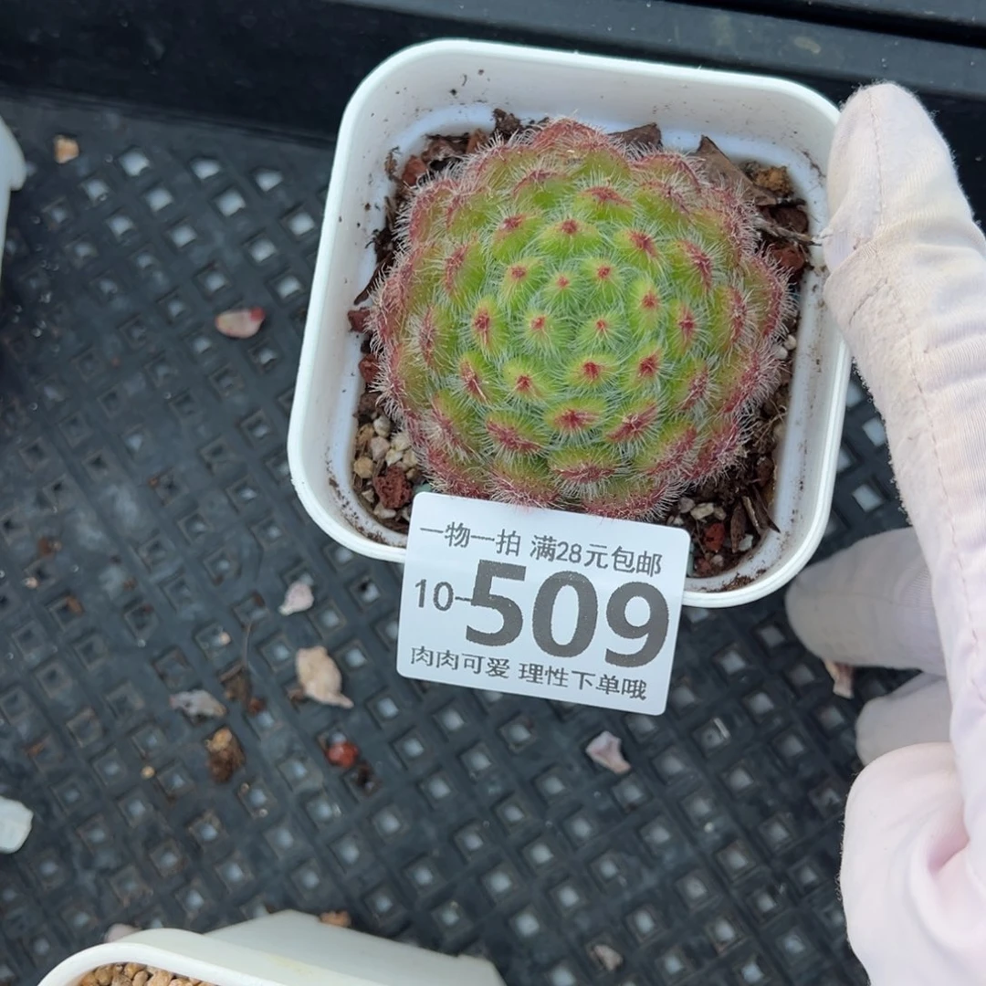 黄金果多肉多肉多肉多肉