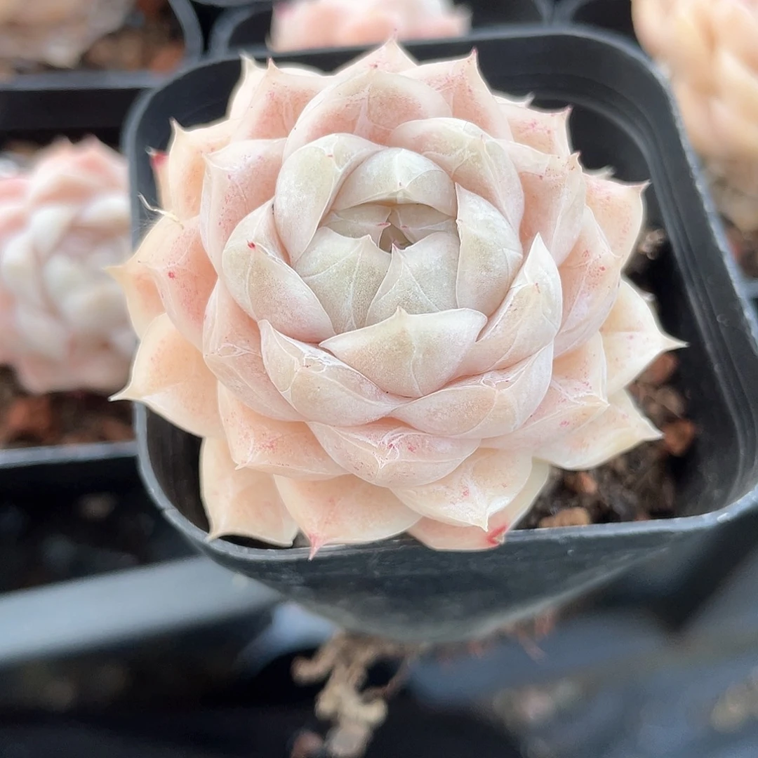 优选77号女王697