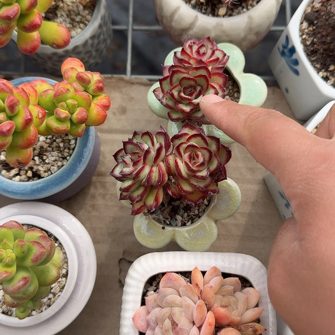 肉酱玫瑰带盆多肉植物