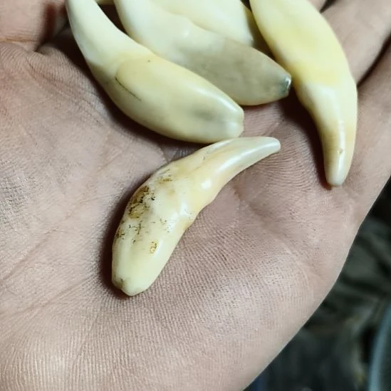 鹿角鹿角鹿角鹿角鹿角鹿角