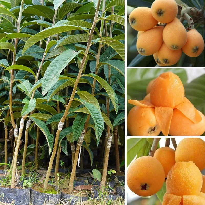 正宗枇杷苗嫁接枇杷果树苗大五星南北方种植盆栽庭院阳台四季种植