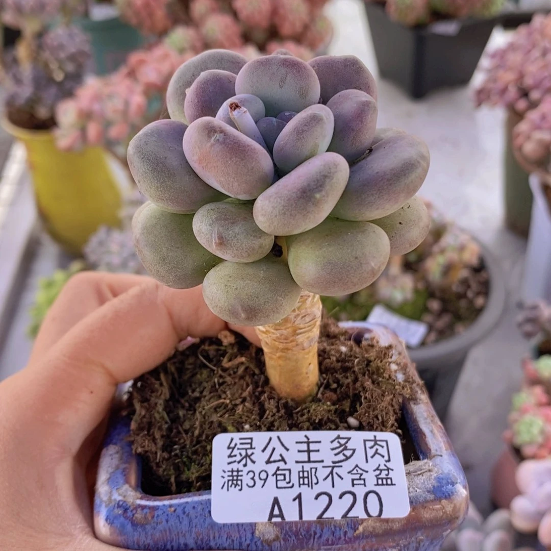 月美人单头1220多肉植物
