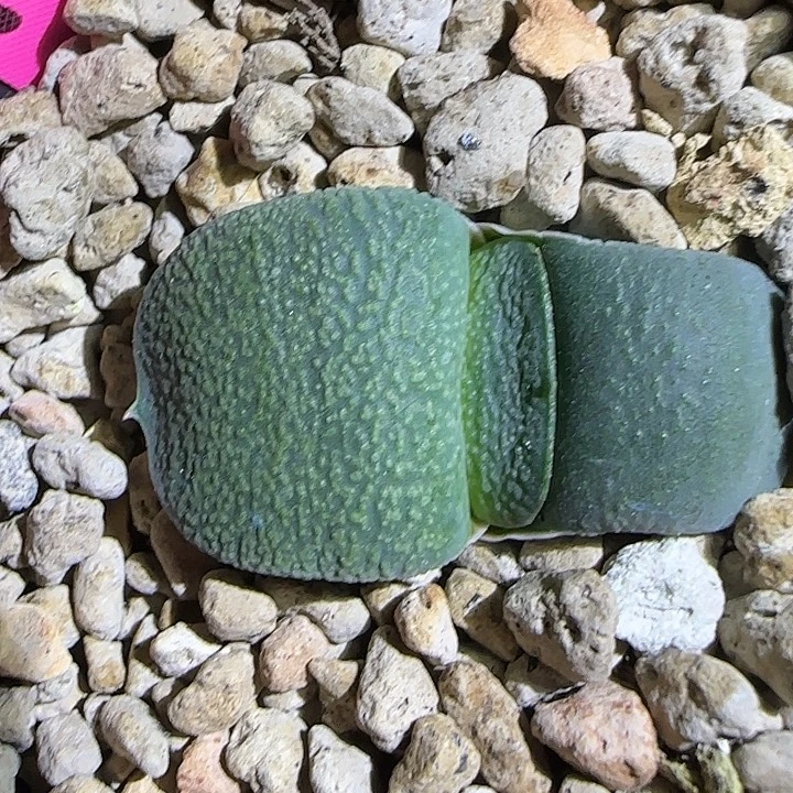 1号雅典娜卧牛亚成，有锦基因