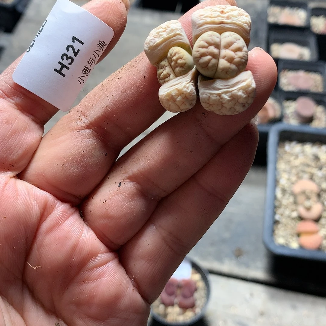 H321多肉植物保护研究所