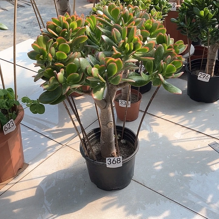 彩玉树花月独杆老桩