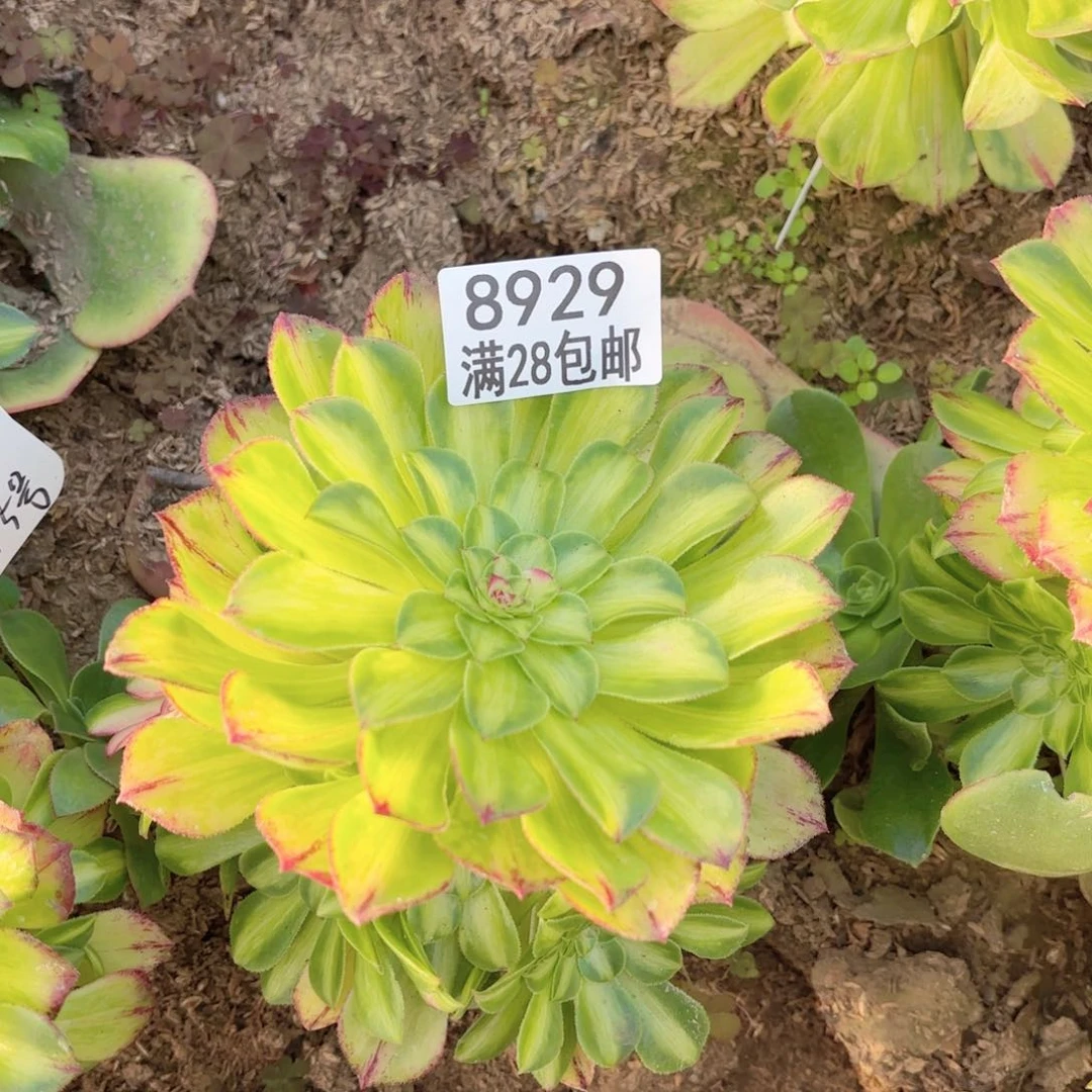 C   8929知否多肉