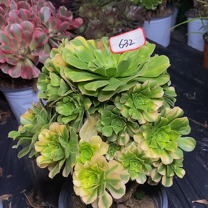 五彩琉璃老桩捧花632号