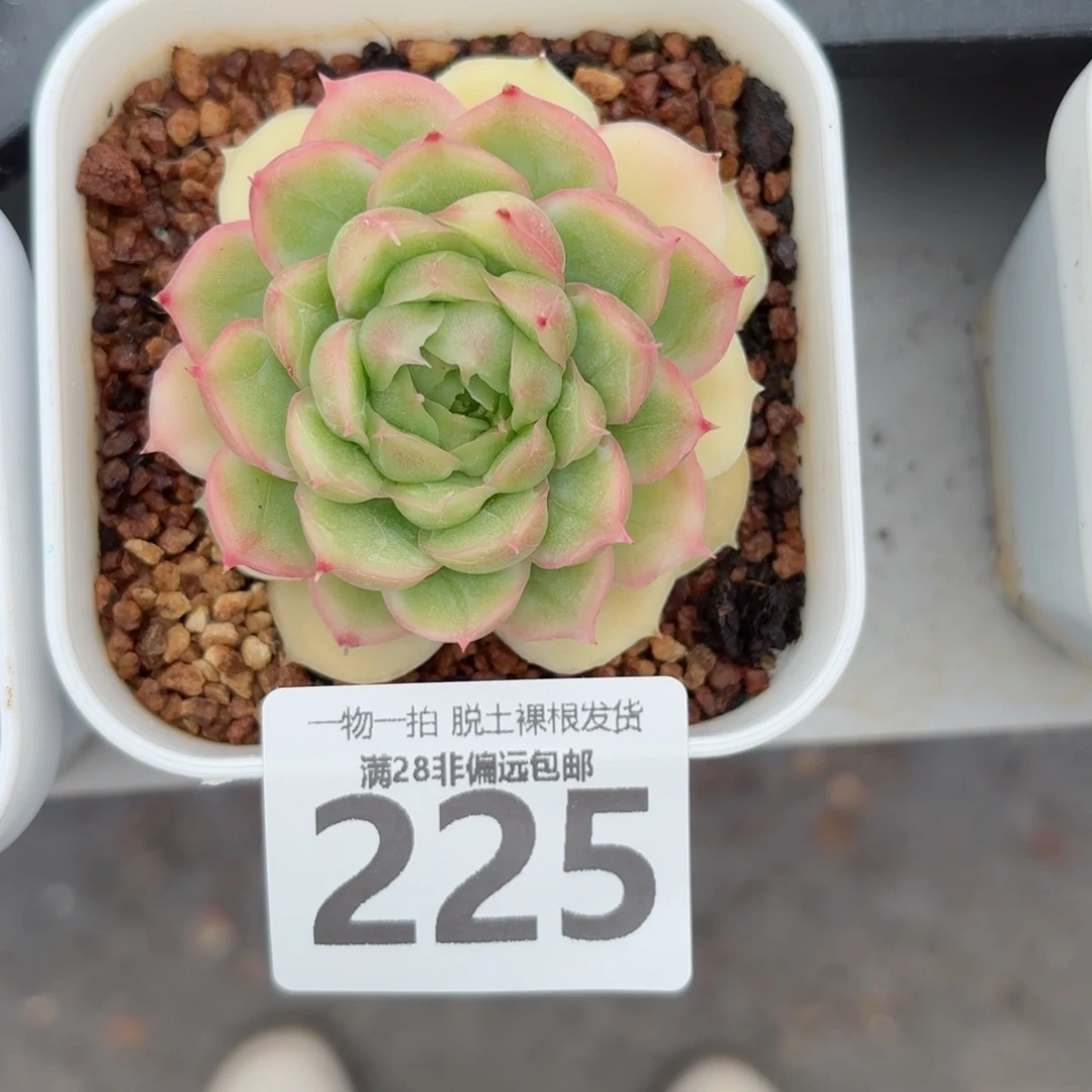 水晶虾饺单头无盆土发货