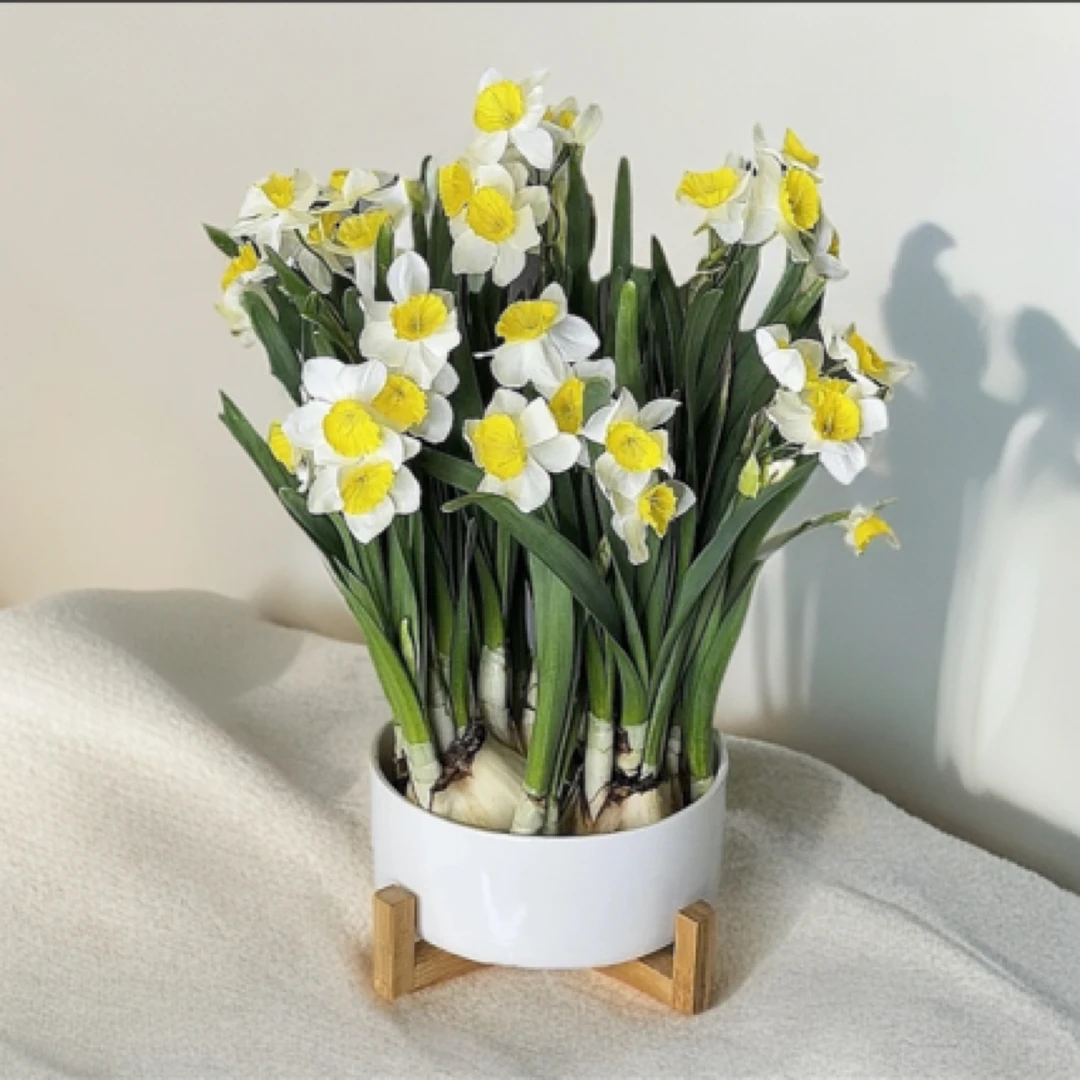 景德镇陶瓷水培盆简约白色带底座清新淡雅