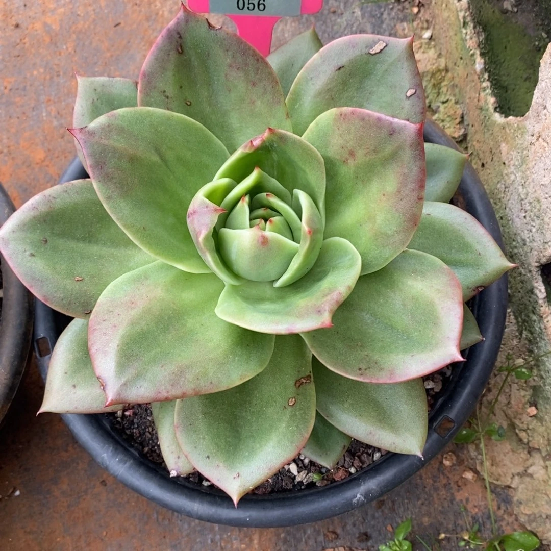 你***姐x056-多肉植物 狮子王