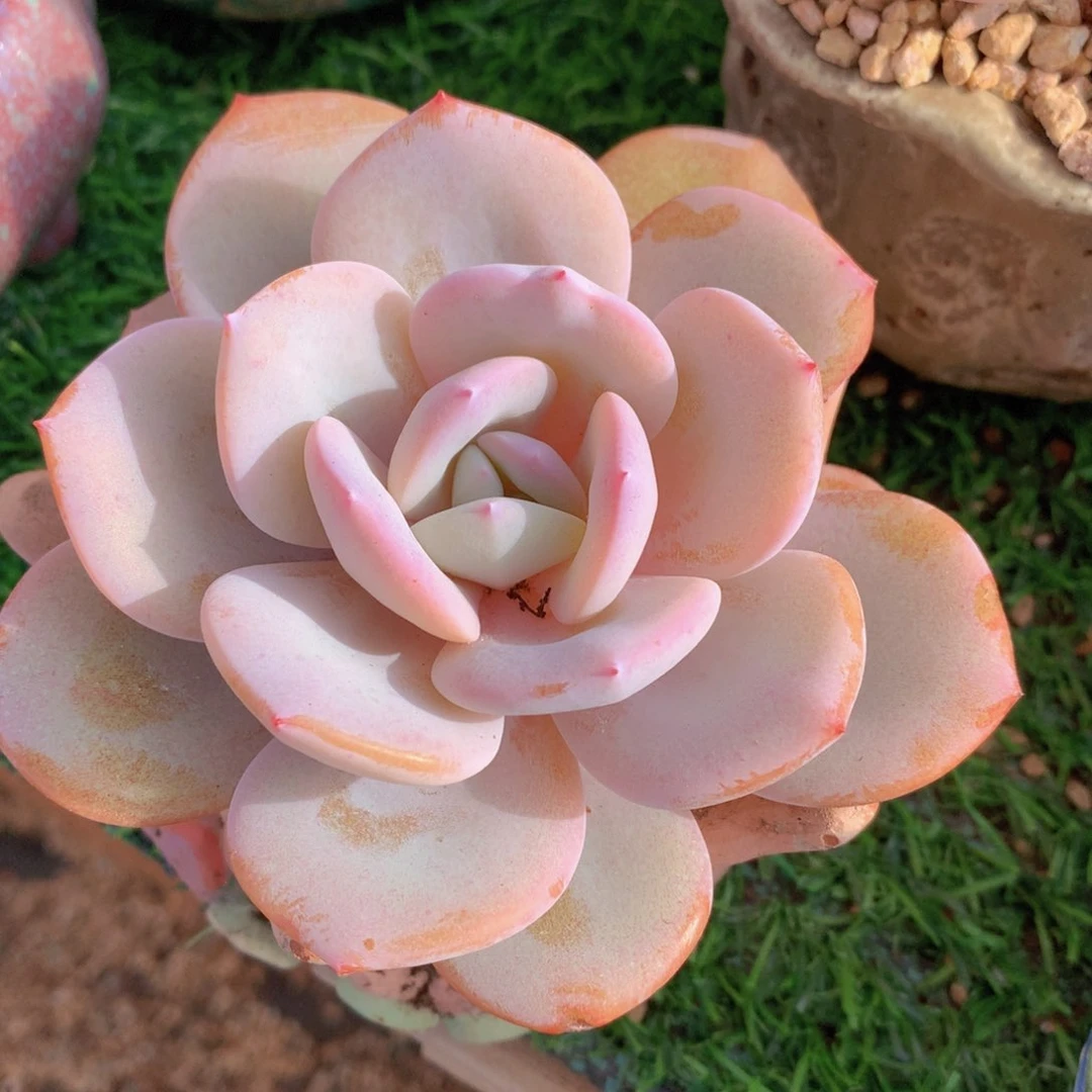 奶茶10 公分一物一拍