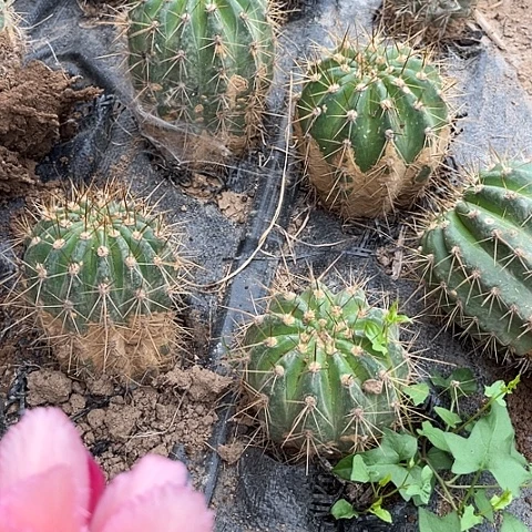 清清93号有斑随机无售后