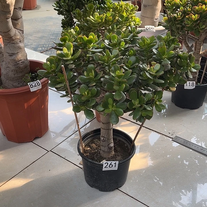 姬红花月独杆老桩