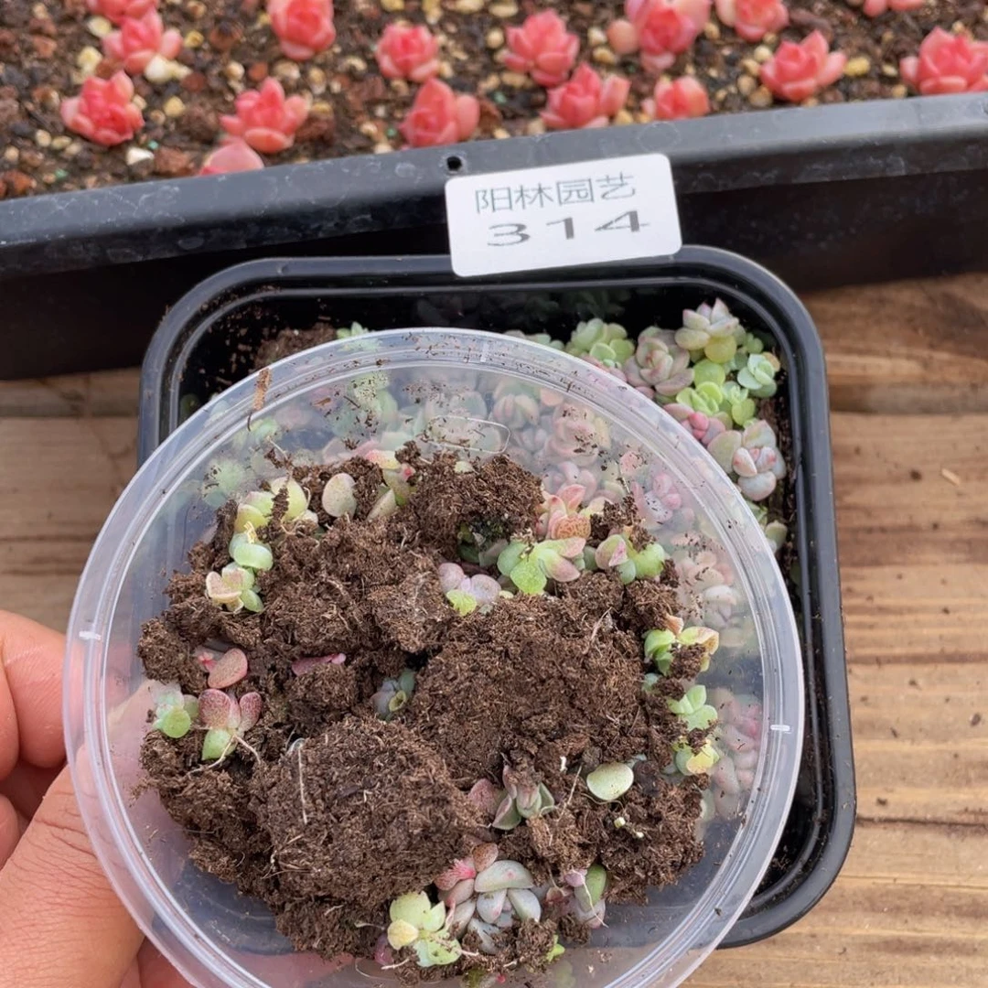 不**止多肉植物多肉植物314