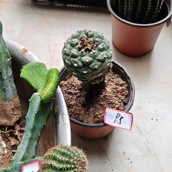 鱼三角苗接仙人球福95