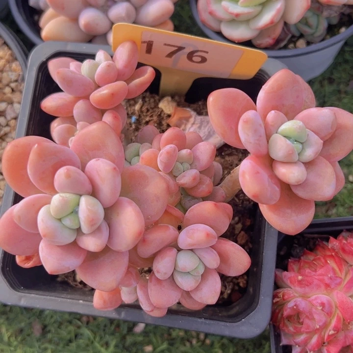 健健康康平平安安