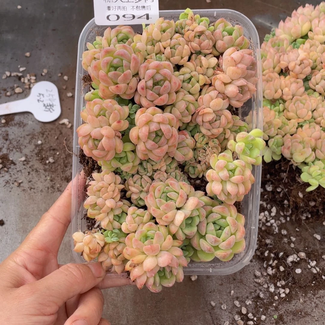 糕大上多肉植物094