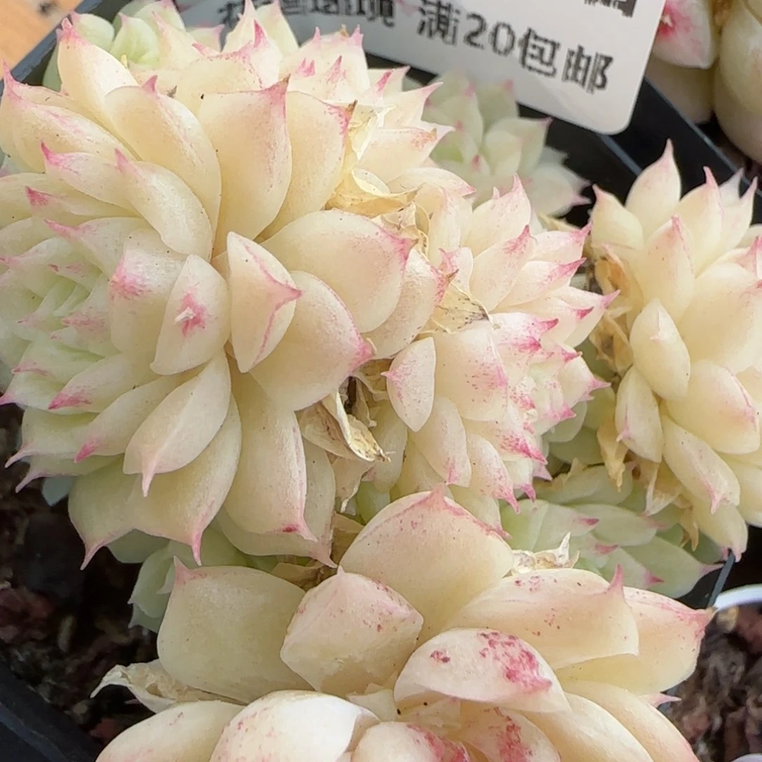 花语逸镜0201-354散