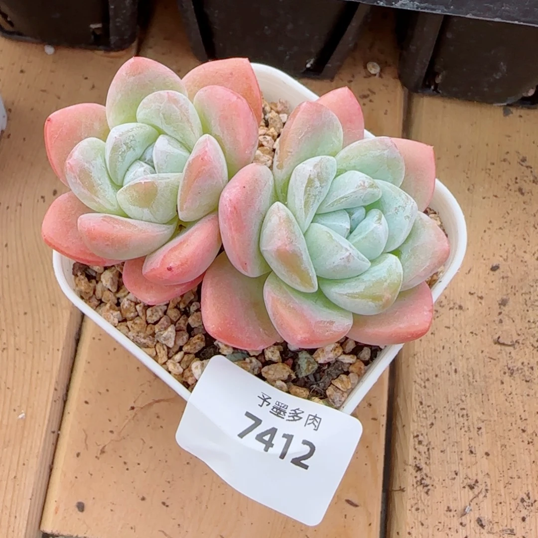 冰玉无砍，7412多肉植物