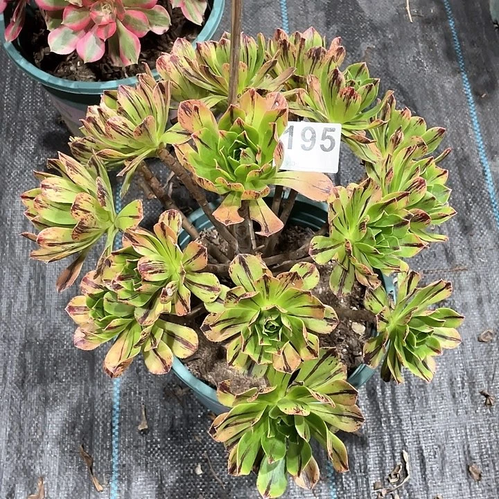 碧火195 冠幅25cm