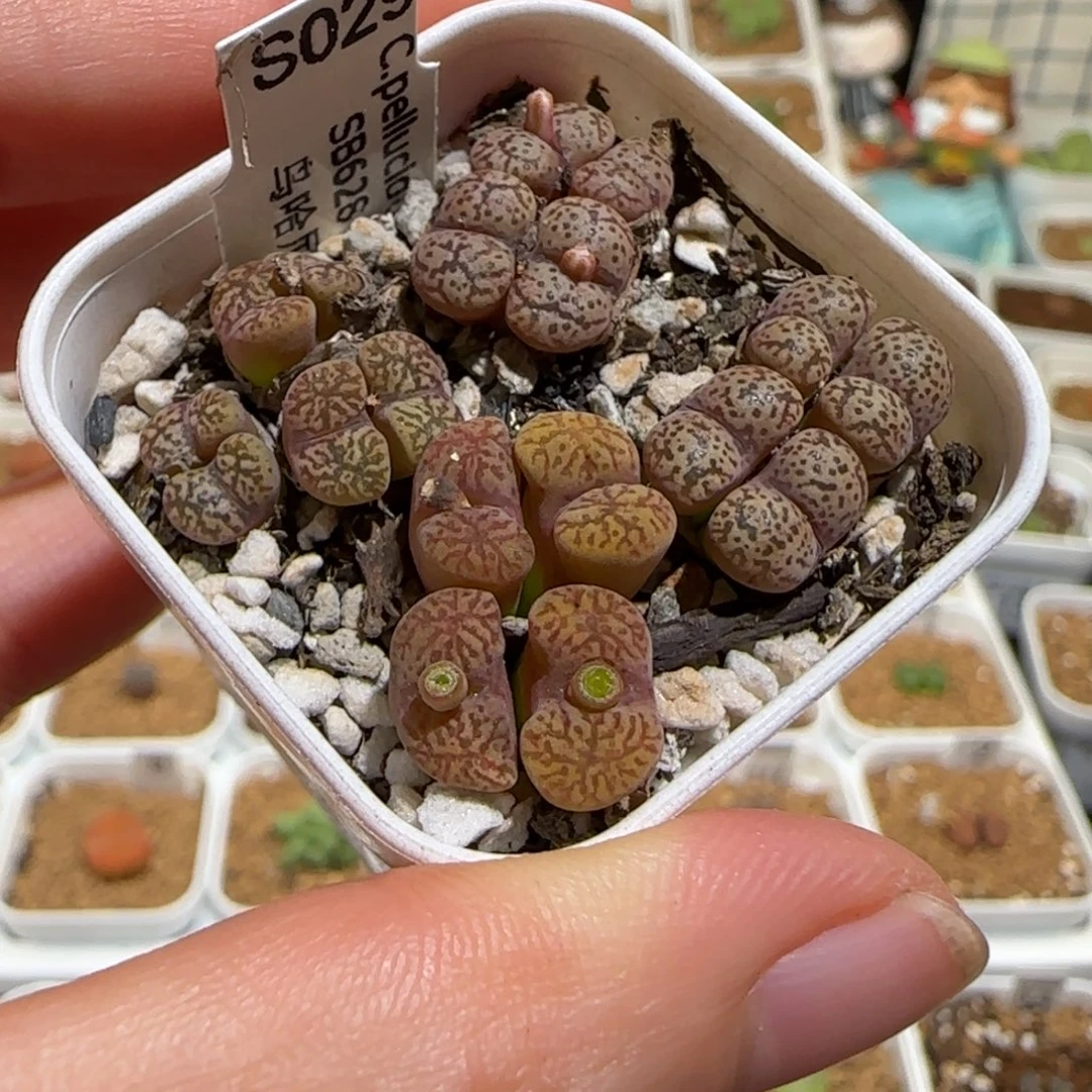 肉锥多肉植物组合-1368