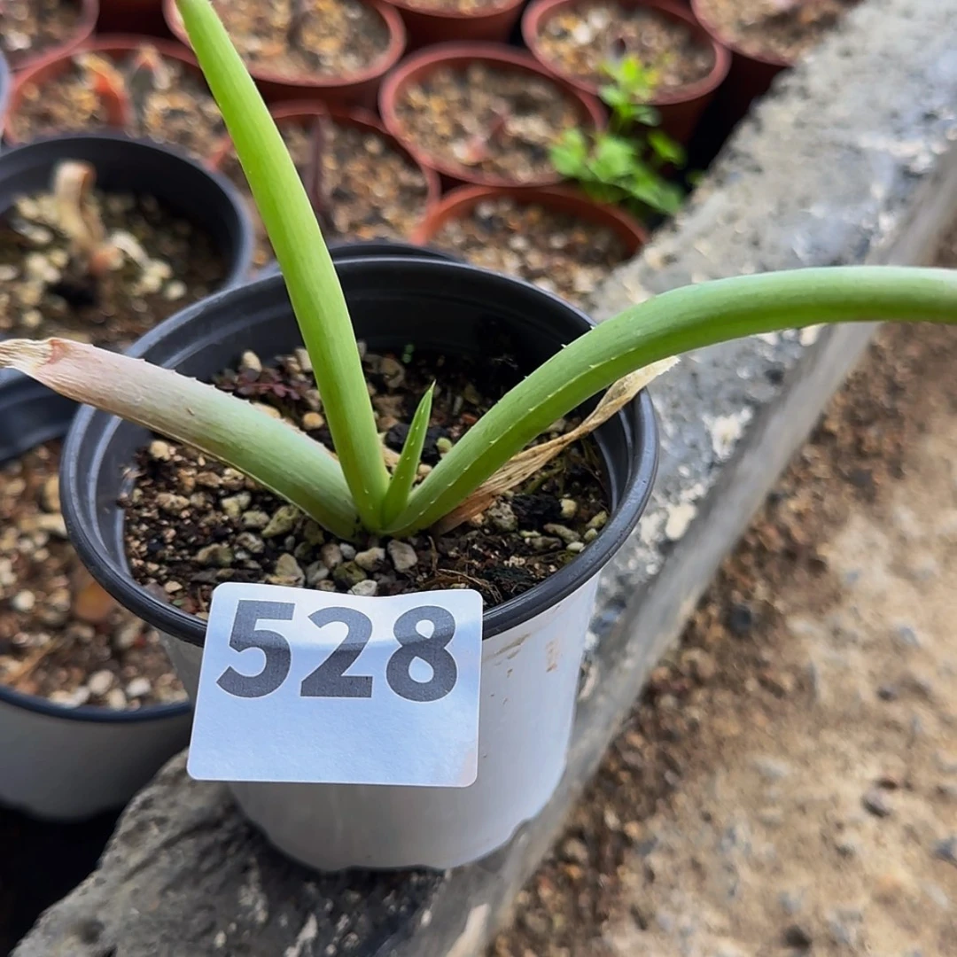 【闪购商品】用***月块根植物