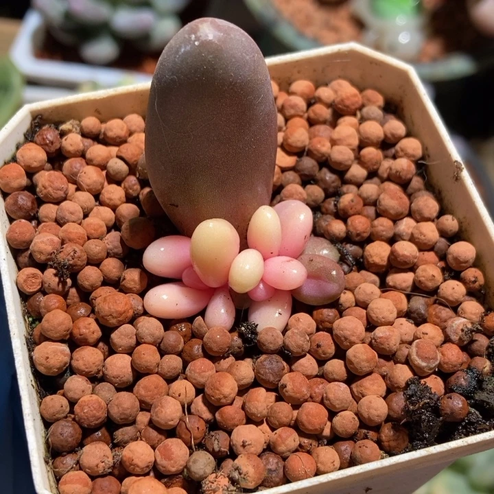红手指锦多肉植物