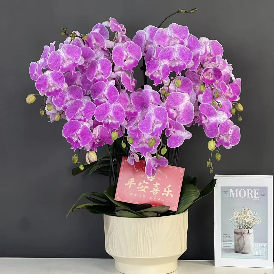 蝴蝶兰（梦露）欧品粉色稀缺大花好养耐开鲜花高端花卉蝴蝶兰