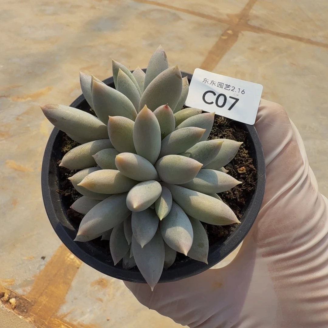 c c c c c c c c c 7