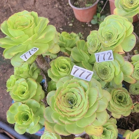 善***意多肉植物三个军美莉