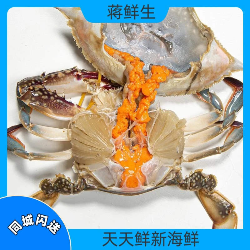 （鲜活）精品全黄母梭子蟹6-8两每只(2-5斤多规格可选)