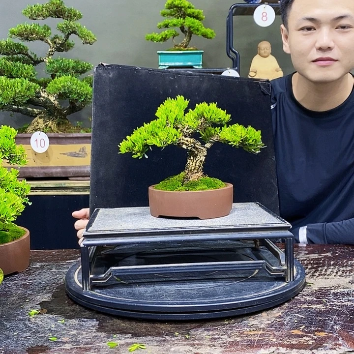 无花朵黄杨盆景四季常青
