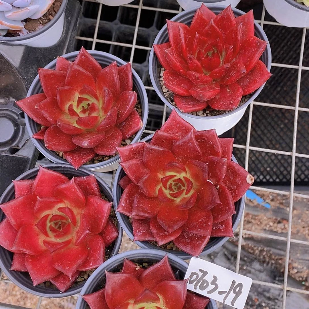0703-19-母本大罗宾单头一颗量拍