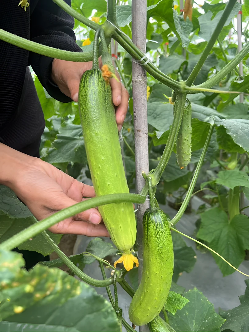 水果黄瓜 农家肥露天种植慢生长 生态健康新鲜脆爽 顺丰 圆通包邮