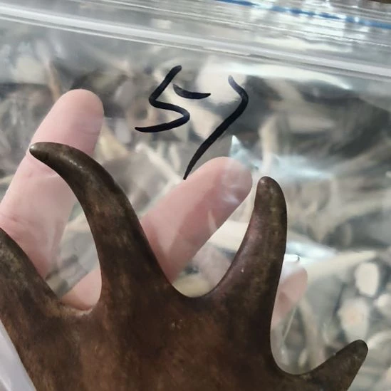 观***边鹿角鹿角鹿角鹿角鹿角鹿角