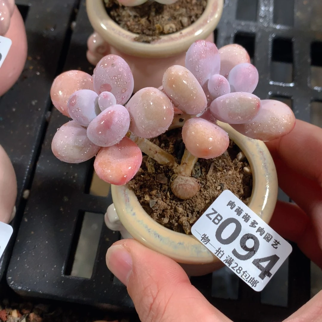 肉萌萌拇指盆精控多肉ZB094