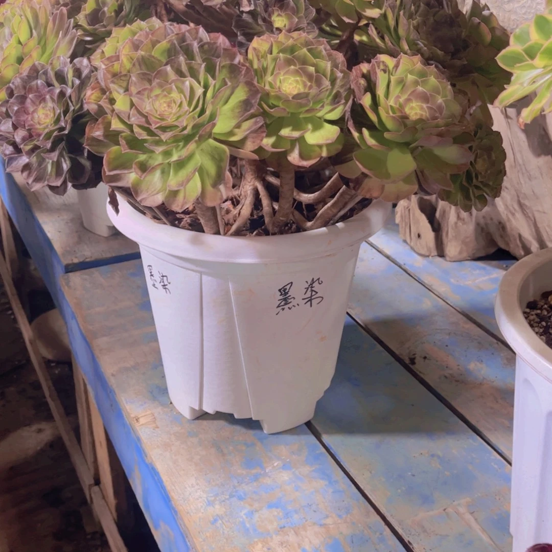 ღ***এ多肉植物保护研究所所长的