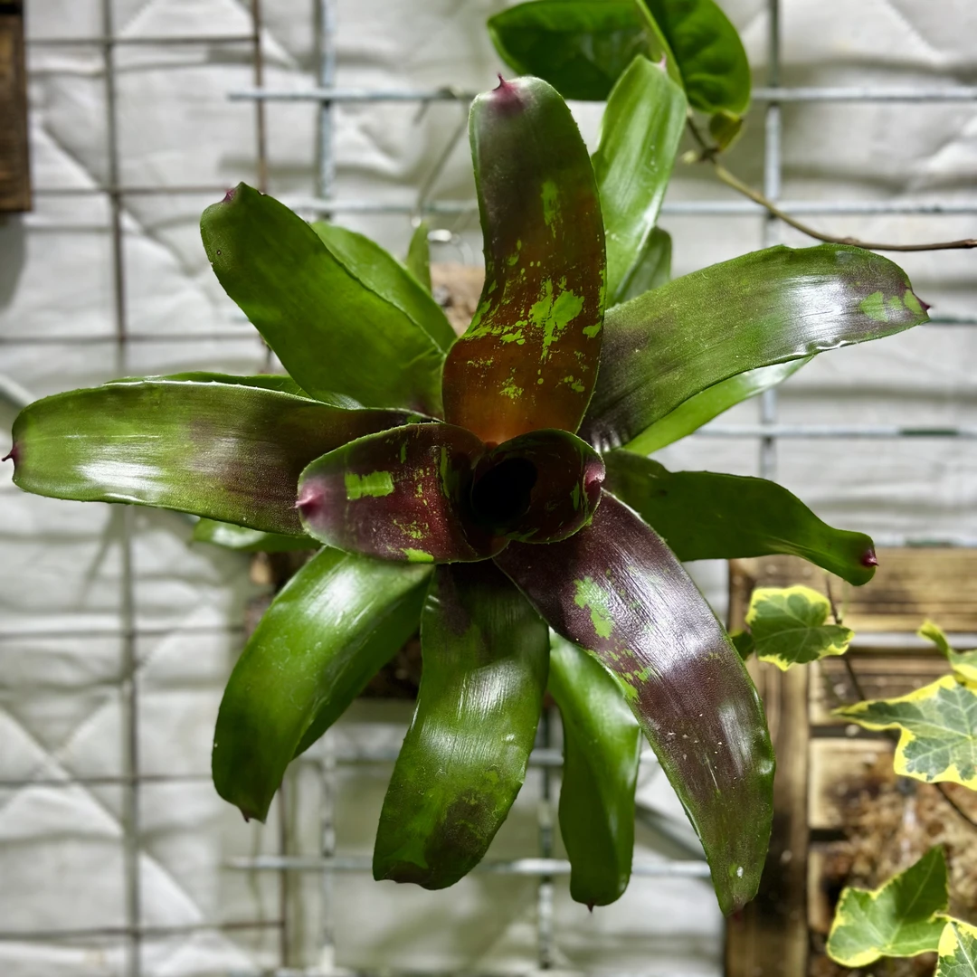 积水凤梨室内好养植物喜热喜湿植物