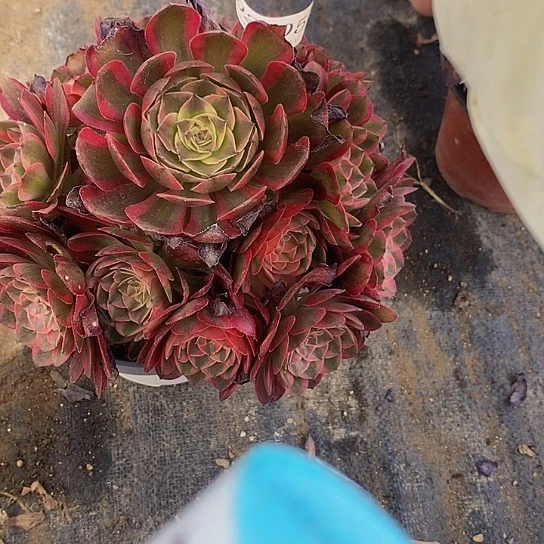 2205云荷多肉法师锦