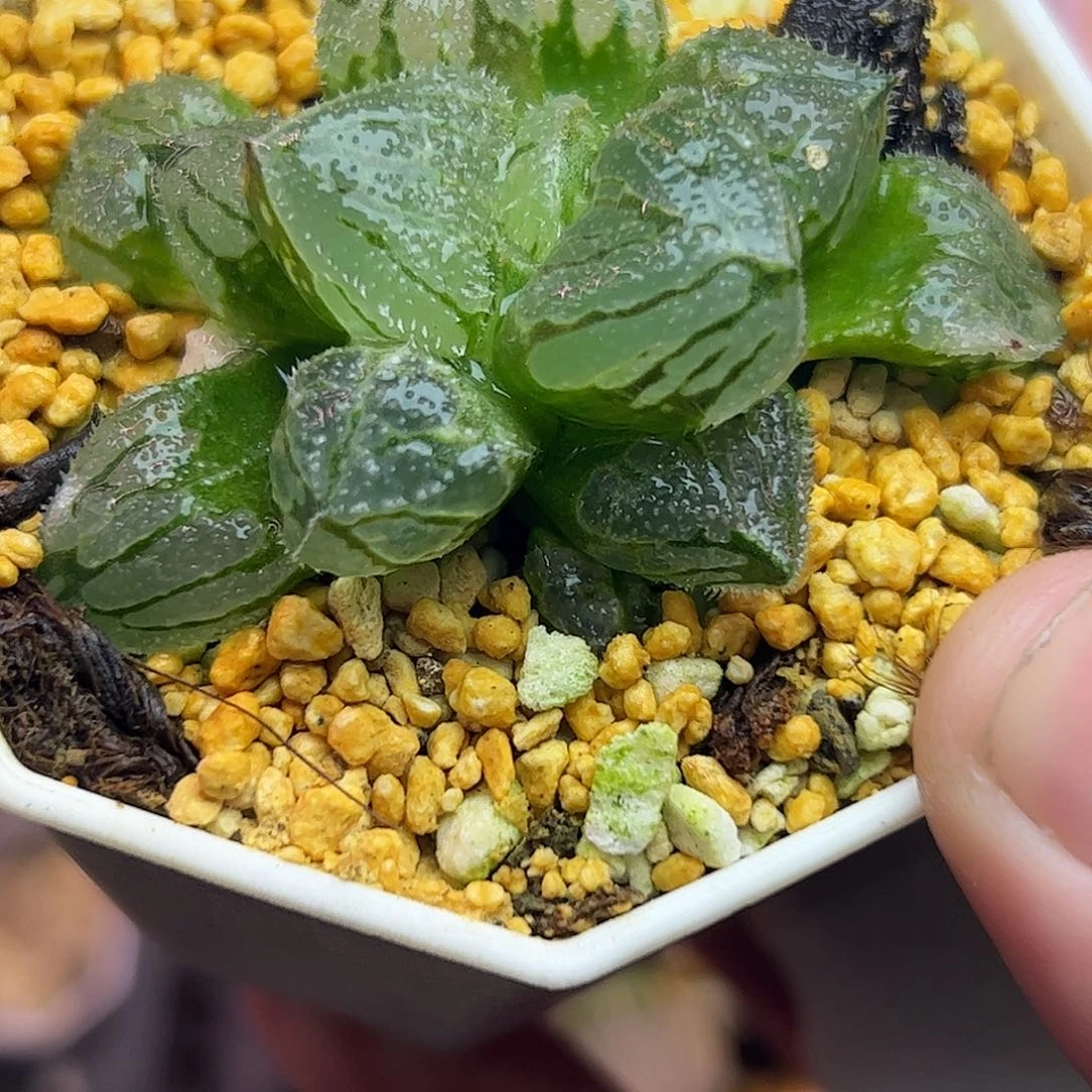 冰葵巨大化五公分