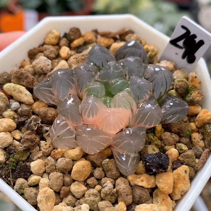 冰灯玉露锦，带盆发货