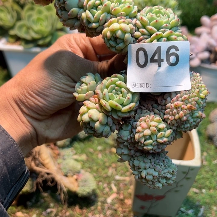 杨***子然的多肉一物一派046