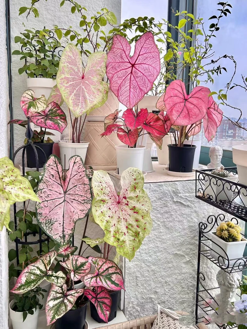 【彩叶芋进口合集】耐晒好养多年生观叶热植