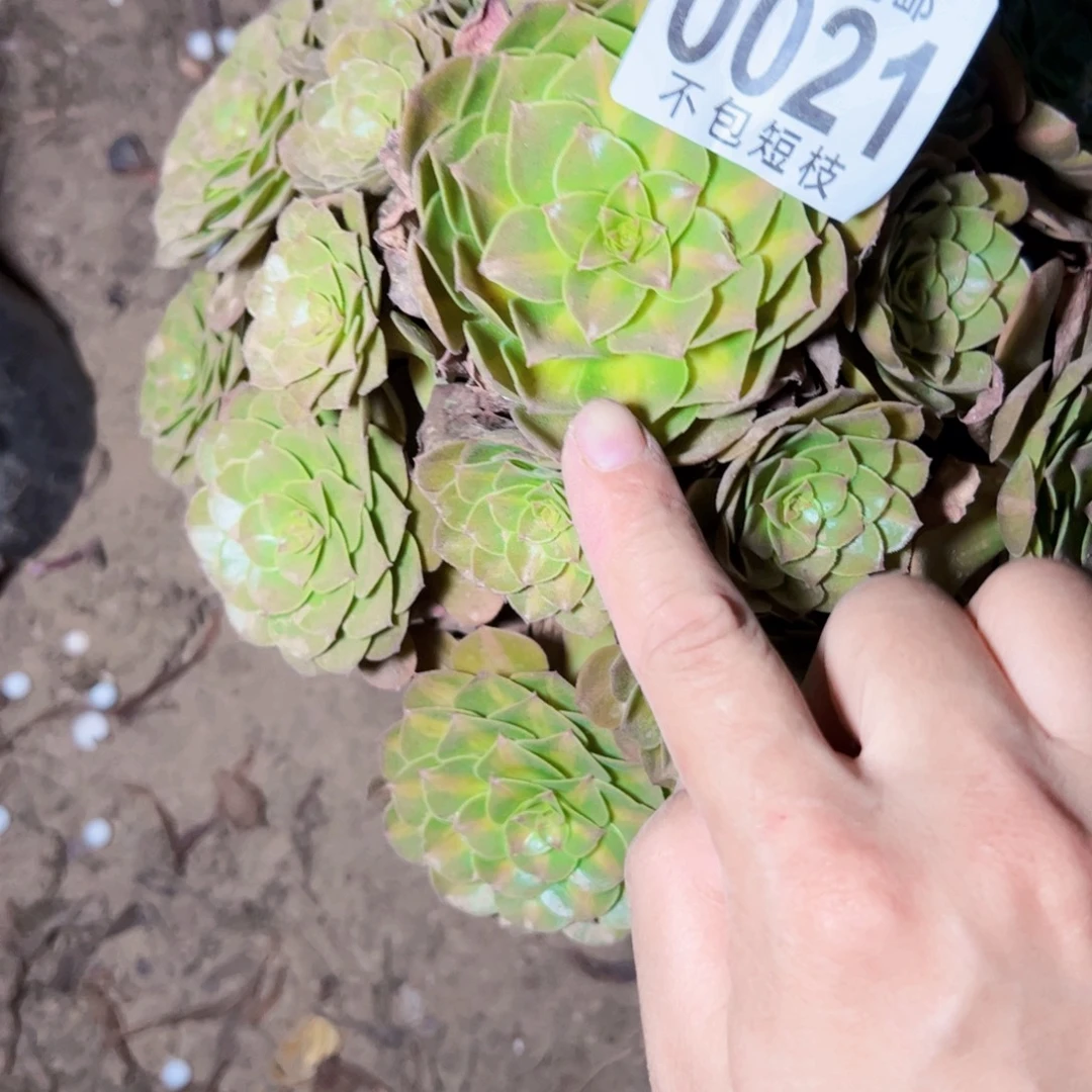 抹茶多肉植物0021