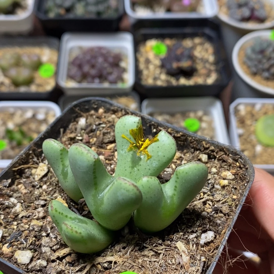 漂漂亮亮多肉植物131